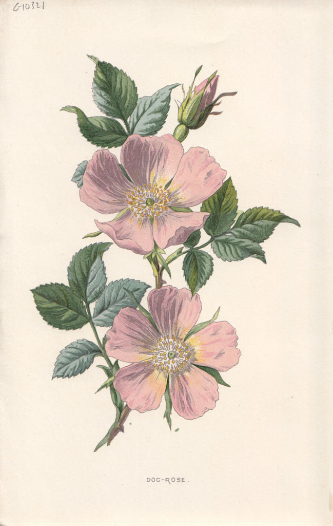 FLOWERS. Dog-Rose c1895 old antique vintage print picture
